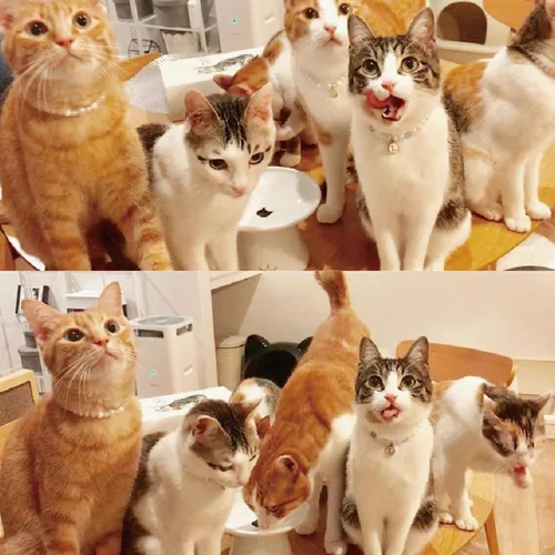 Vista 8 de Serie de tazones de comida para gatos Necoichi Happy Dining, tazón elevado de comida para gatos de interior para fatiga de bigotes, apto
