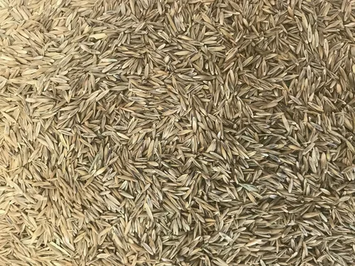 Vista 2 de Semillas de césped prémium de mezcla de festuca azul 5 libras
