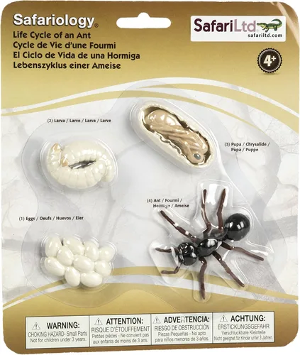 Vista 4 de Safari Ltd Safariología, el ciclo de vida de una abeja