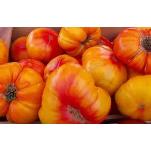 Vista 3 de Tomate alemán viejo- Un gran gran sabor favorito (10 - Semillas)