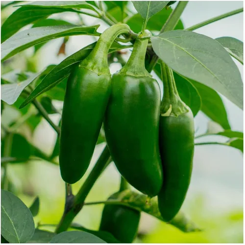 Vista 3 de Everwilde Farms - Semillas de pimiento picante de jalapeño de 1 onza - Gold Vault