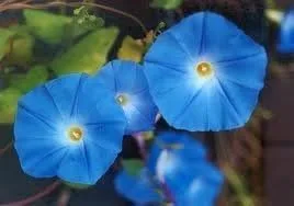 Vista 2 de Morning Glory - Semillas tricolor de Ipomoea sin tratar con flor azul celestial de Seed Kingdom (1 libra de semillas)