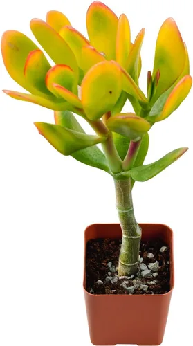 Vista 9 de Plantas suculentas vivas de 2 pulgadas, cactus con cono de pino, mini suculentas en maceta, planta de interior de fácil cuidado, regalos únicos