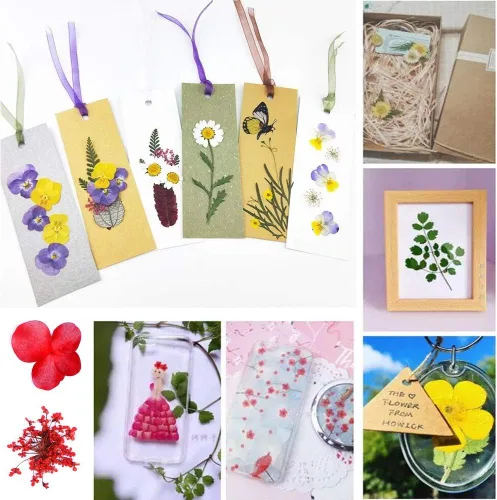 Vista 6 de Flores secas prensadas reales, flores secas naturales surtidas margaritas coloridas para manualidades, moldes de resina de flores (rosa)