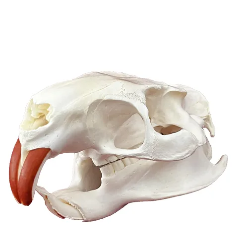 Vista 11 de Calaveras de animales reales en taxidermia, espécimen de huesos reales, suministros de taxidermia para educación científica, regalo especial