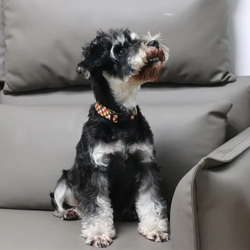Vista 6 de Maca Bates - Collar de perro ajustable a cuadros para perros pequeños, medianos y grandes, con patrones, collares para perros para niños y niñas