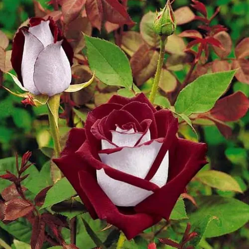 Vista 4 de Más de 300 semillas de rosas raras para plantar, semillas de flores de rosa arcoíris multicolor raras