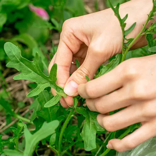 Vista 3 de Semillas de Rúcula Puramente Orgánicas (Resistente al Espigado) - Aproximadamente 400 Semillas - USDA Orgánico, Sin OGM, Polinización Abierta