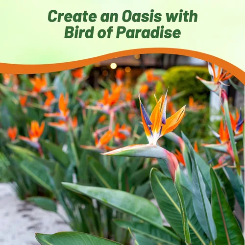 Vista 7 de Outsidepride Bird of Paradise Seeds - 15 unidades Perenne, versátil y de crecimiento lento, semillas de flores para plantar flores exóticas