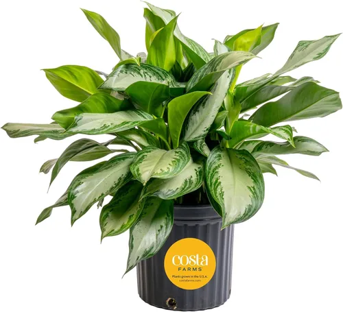 Vista 14 de Costa Farms Perenne China Roja Planta Viva de Interior, Planta de Casa de Fácil Cuidado en Maceta Decorativa Moderna, Excelente Regalo