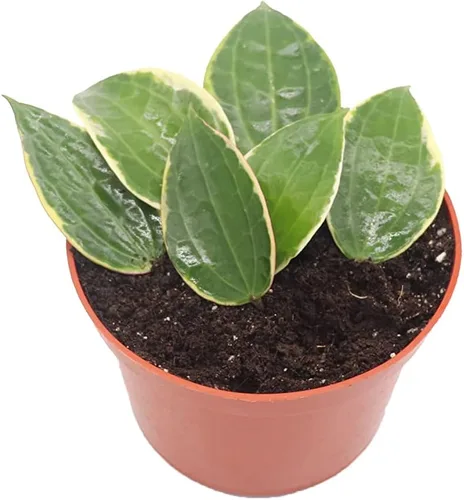 Vista 10 de Hoya Crimson Princess - 6'' de California Tropicals