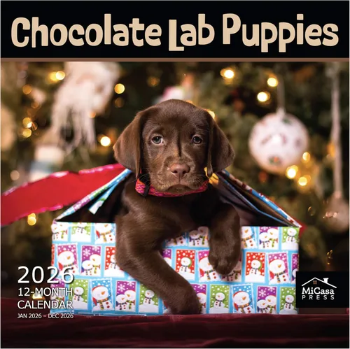 Vista 77 de MICASA PRESS Calendario de pared de Australian Shepherds Aussies 2027 02 - Pastores australianos