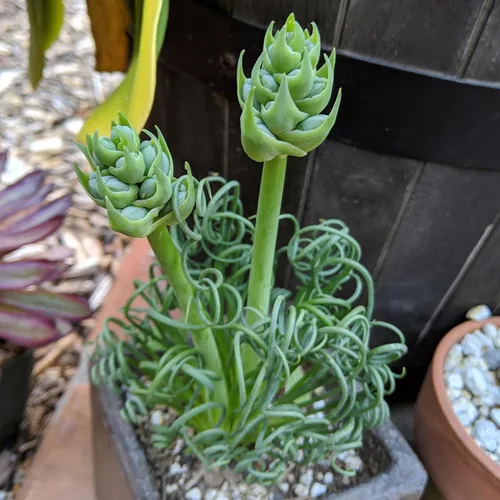 Vista 6 de Albuca - Planta viva en maceta de 4 pulgadas, frizzle chisporroteando suculenta, planta de albuca de hoja rizada para cultivo en interiores
