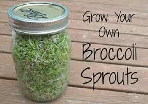 Vista 2 de Semillas de brócoli de 8 onzas, semillas de brócoli sin OMG para brotar brotes microverdes, semillas puras. Marca Country Creek LLC
