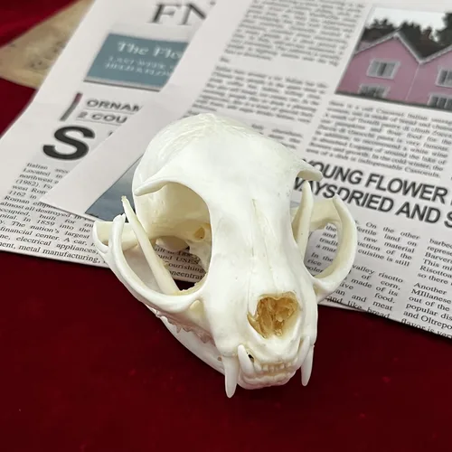 Vista 6 de Calaveras de animales reales en taxidermia, espécimen de huesos reales, suministros de taxidermia para educación científica, regalo especial
