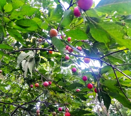 Vista 5 de TomorrowSeeds - Semillas de ciruelo americano - Más de 10 unidades - para plantar Prunus Americana Ciruelas silvestres Rojo Dulce Nativo Forrajeo
