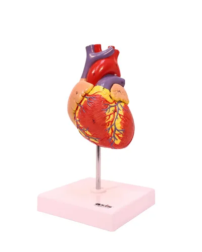 Vista 2 de Modelo de corazón humano de tamaño real de Axis Scientific, diseño magnético de 2 partes con 34 estructuras internas claramente rotuladas, montado