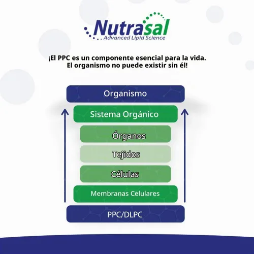 Vista 4 de Nutrasal PhosChol PPC Polienil FosfatidilColina Suplemento de colina 3000mg Líquido 16 oz