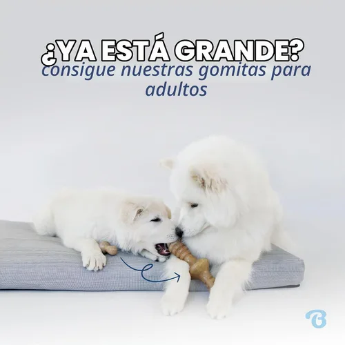 Vista 5 de Benebone Puppy Wishbone - Juguete masticable para perro, fabricado en Estados Unidos, sabor a tocino real, pequeño