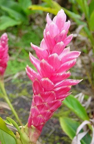 Vista 5 de Raíz de planta de jengibre rosa hawaiano - 1 paquete - 2 raíces pp Discount