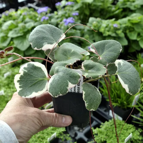 Vista 3 de Saxifraga stolonifera 'Variegata', Begonia de fresa abigarrada, geranio de fresa abigarrada, planta de interior, Fácil de propagar