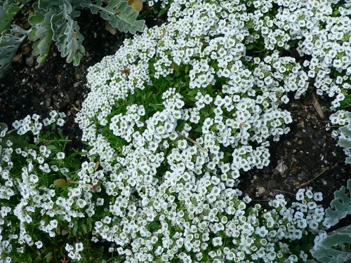 Vista 2 de Alyssum Alfombra de nieve bonita flor de jardín por Seed Kingdom Bulk 1 libra de semillas