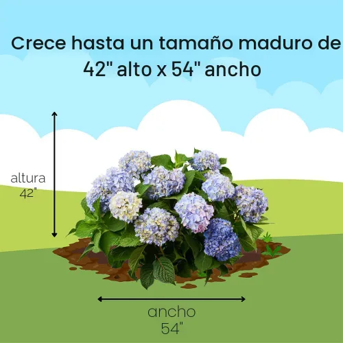 Vista 12 de Endless Summer Hortensia Original, 1 galón