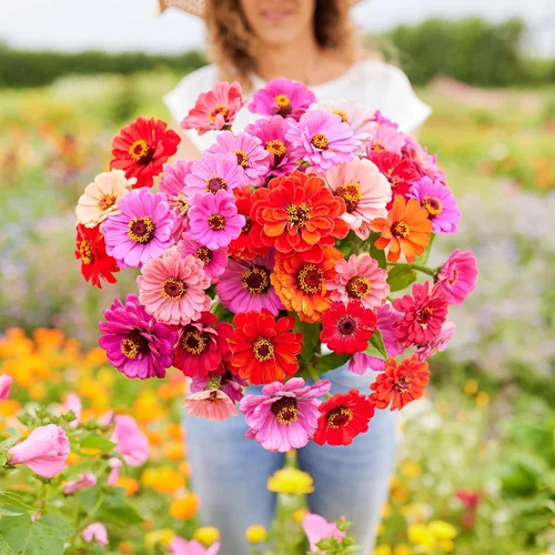Vista 10 de Eden Brothers Zinnia Seeds - Mezcla de California Giants, semillas sin OMG para plantar, 5 libras Semillas de flores de bajo mantenimiento