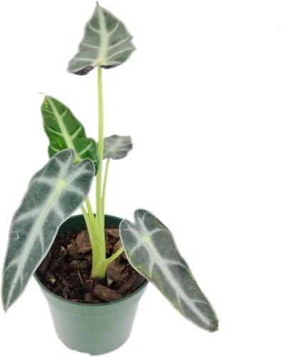 Vista 5 de Alocasia Bambino (maceta cultivadora de 4 pulgadas) - Planta de interior con poca luz y saludable - Planta de interior de interior fácil de cuidar