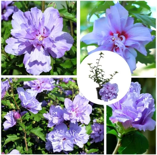 Vista 2 de Arbusto Althea de rosa púrpura de Sharon, arbusto de hibisco resistente bien arraigado de 7-13 pulgadas de alto con flores de verano para paisaje al