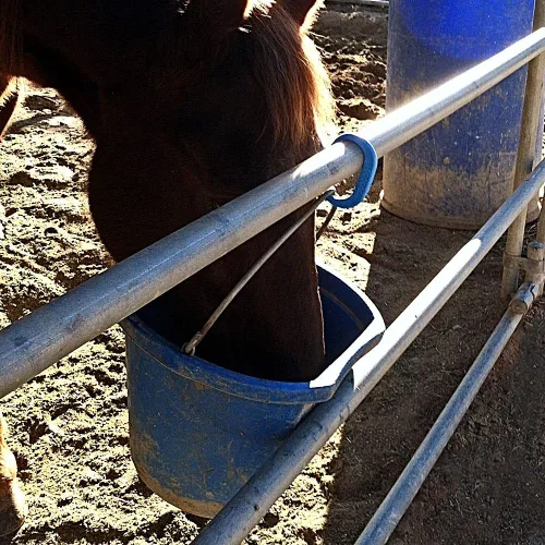 Vista 4 de Corbata De Caballo De Liberación Rápida 5 Niveles De Tensión De Negro