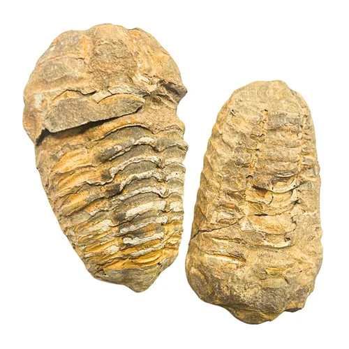 Vista 2 de Fósiles de trilobite (1, 2 pulgadas)