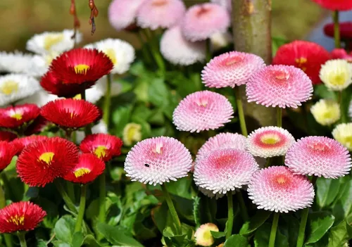 Vista 3 de Semillas English Daisy Pompon Mix (Marguerites) Flores perennes para plantar