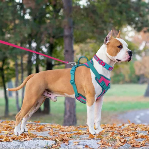 Vista 6 de Wolfone Arnés sin tirones para perro, ajustable, suave, acolchado, chaleco para mascotas, con asa de control, adorable arnés diario para perros