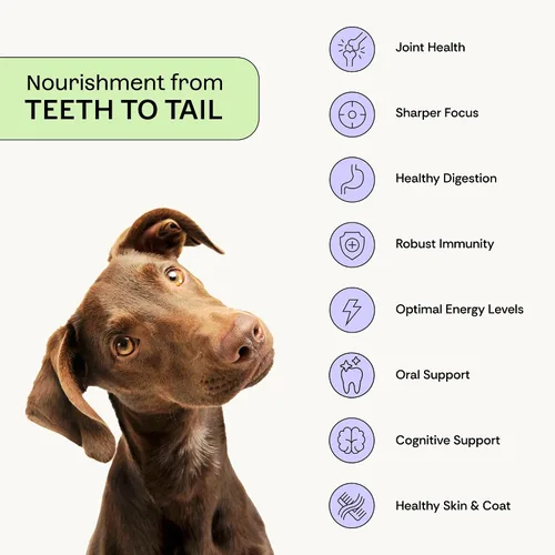 Vista 2 de Suplemento diario de probióticos + prebióticos + postbióticos para perros 12 en 1 intestino, articulaciones, alergia, inmunidad, calmante y salud