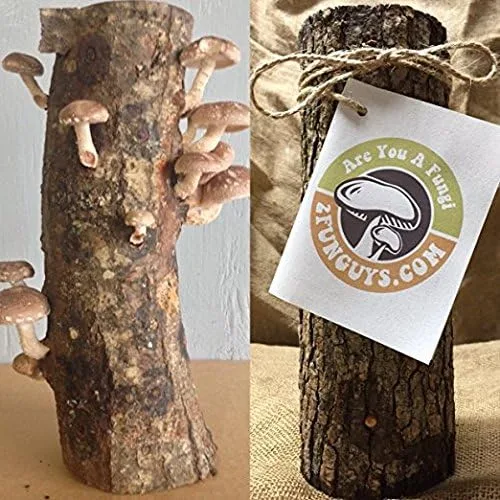 Vista 2 de ¡Aprende a cultivar hongos shiitake con tu familia! Tronco de hongos Shiitake de 12 pulgadas para cultivar hongos gourmet en casa