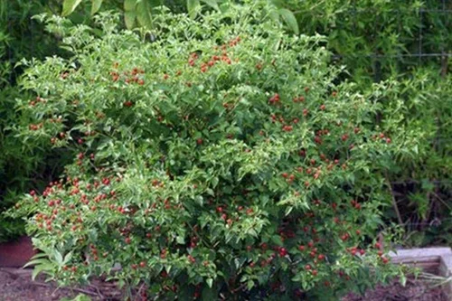 Vista 4 de Chile Pequin Peppers - Pequeños chiles rojos brillantes - Empacan un ponche (10 - Semillas)