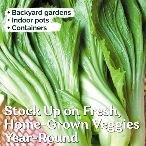 Vista 4 de KVITER 500 Semillas de Mostaza Oriental – Mostaza China, GAI Choy – Brassica Juncea – Semillas frescas orgánicas para plantar – Semillas vivas