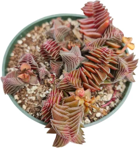Vista 3 de Plantas de cactus suculentas vivas de USKC (maceta de 4 pulgadas) (Aptenia Cordifolia Variegata)