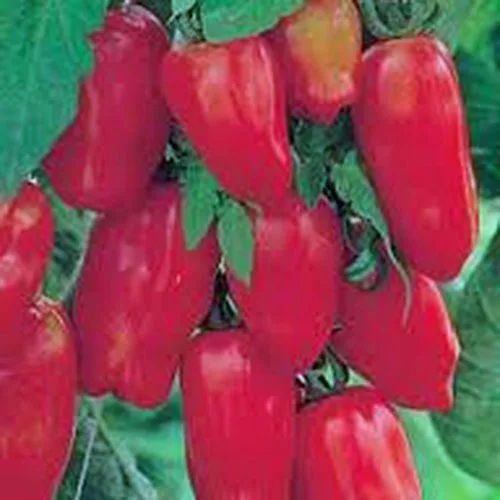 Vista 2 de TOMATE, SAN MARZANO, HEIRLOOM, 100 SEMILLAS, SEMILLAS DE TOMATE, TOMATE CLÁSICO