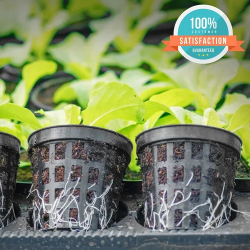 Vista 4 de KP Kool Products 2 pulgadas – Combo 25 – Macetas de red para plantas de interior y exterior – Pequeñas macetas de plástico para hidroponía – Cesta