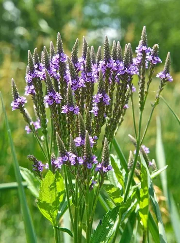 Vista 7 de Planta de verbena azul, hierba de verbena en maceta 4 inc. para plantar al aire libre en interiores de tu jardín