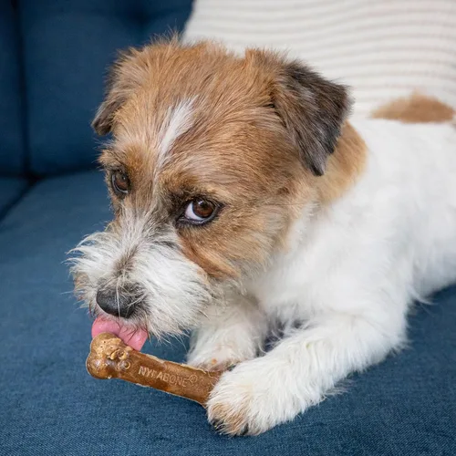 Vista 5 de Nylabone Healthy Edibles Masticables Naturales para Perros de Larga Duración con Sabor a Tocino para Perros, X-Pequeño/Muy Pequeño (2 Unidades)