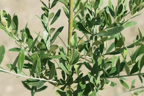Vista 2 de Olivo Arbequina - Planta viva, incluye fertilizante de mezcla especial y guía de plantación