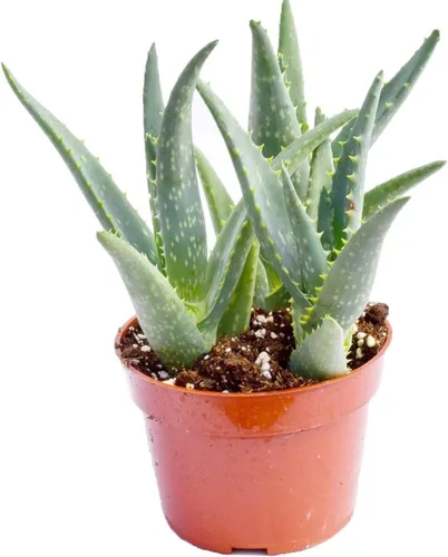 Vista 4 de Planta suculenta de aloe vivo, suculenta de aloe grande de 4 pulgadas completamente enraizada (Aloe Aristata)