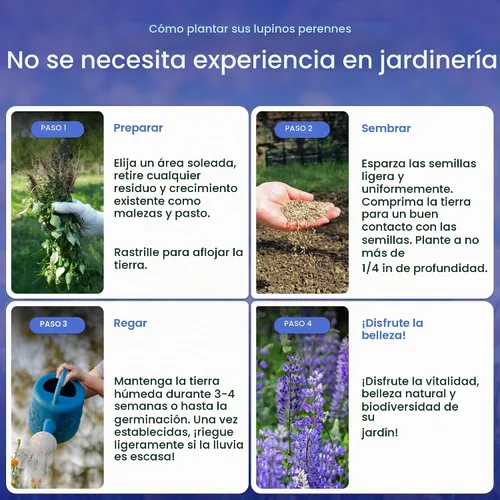 Vista 4 de Created by Nature Blue Lupine Seeds, 750 semillas de flores silvestres perennes
