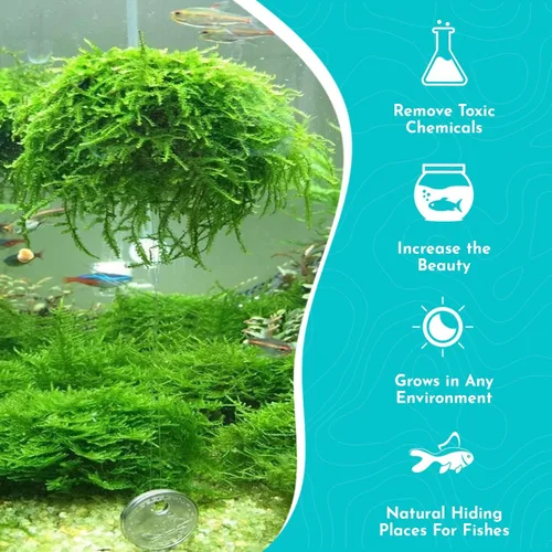 Vista 4 de Java Moss Taxiphyllum Barbieri Mat 3x5