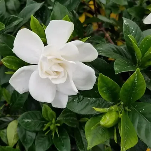 Vista 3 de Gardenia Planta viva, planta de jazmín blanco Gardenia en maceta de 4 pulgadas, planta viva de flor de Gardenia blanca, plantas fragantes