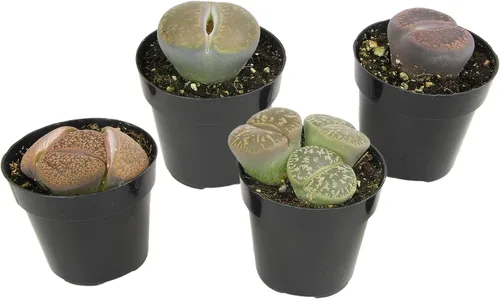 Vista 5 de Altman Plants Plantas suculentas gigantes (4 unidades) XL Lithops Plantas vivas y suculentas reales, plantas seguras para mascotas y plantas