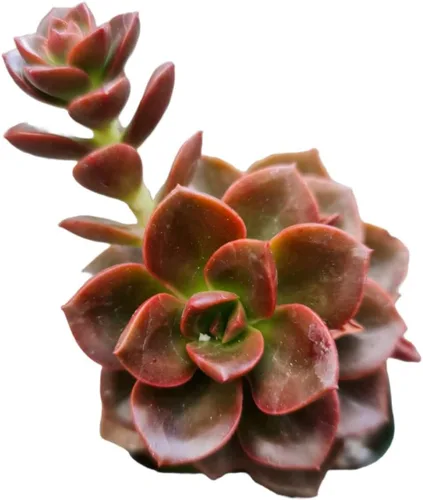 Vista 4 de Plantas suculentas vivas Echeveria (maceta de 2 pulgadas de niebla azul)